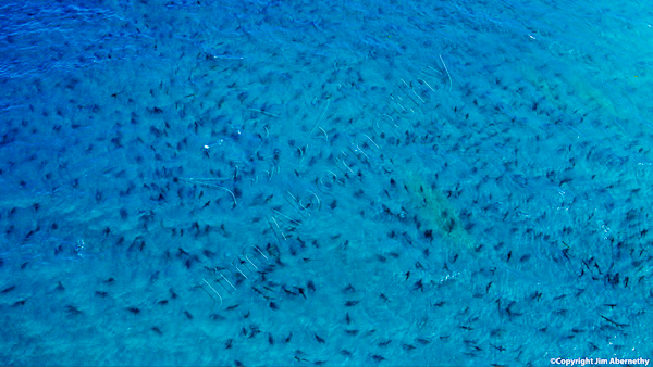 Migrations to South Florida....2